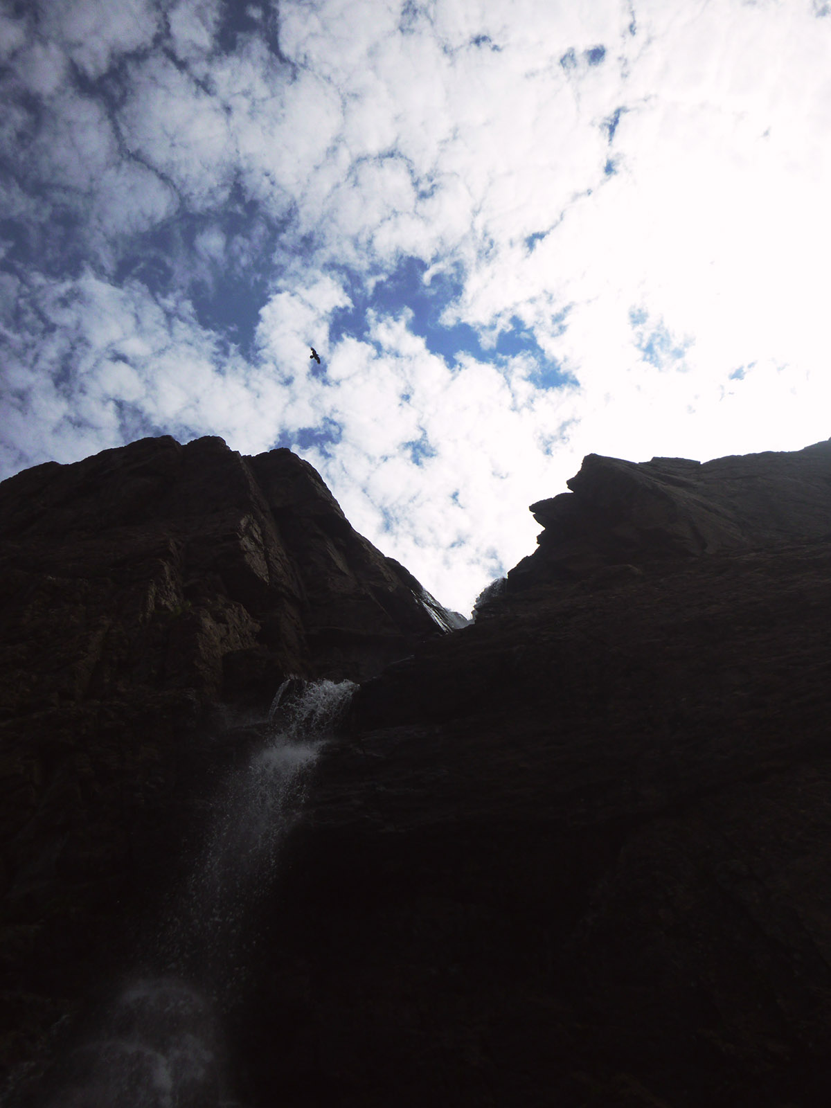 Hawk over Willow Falls