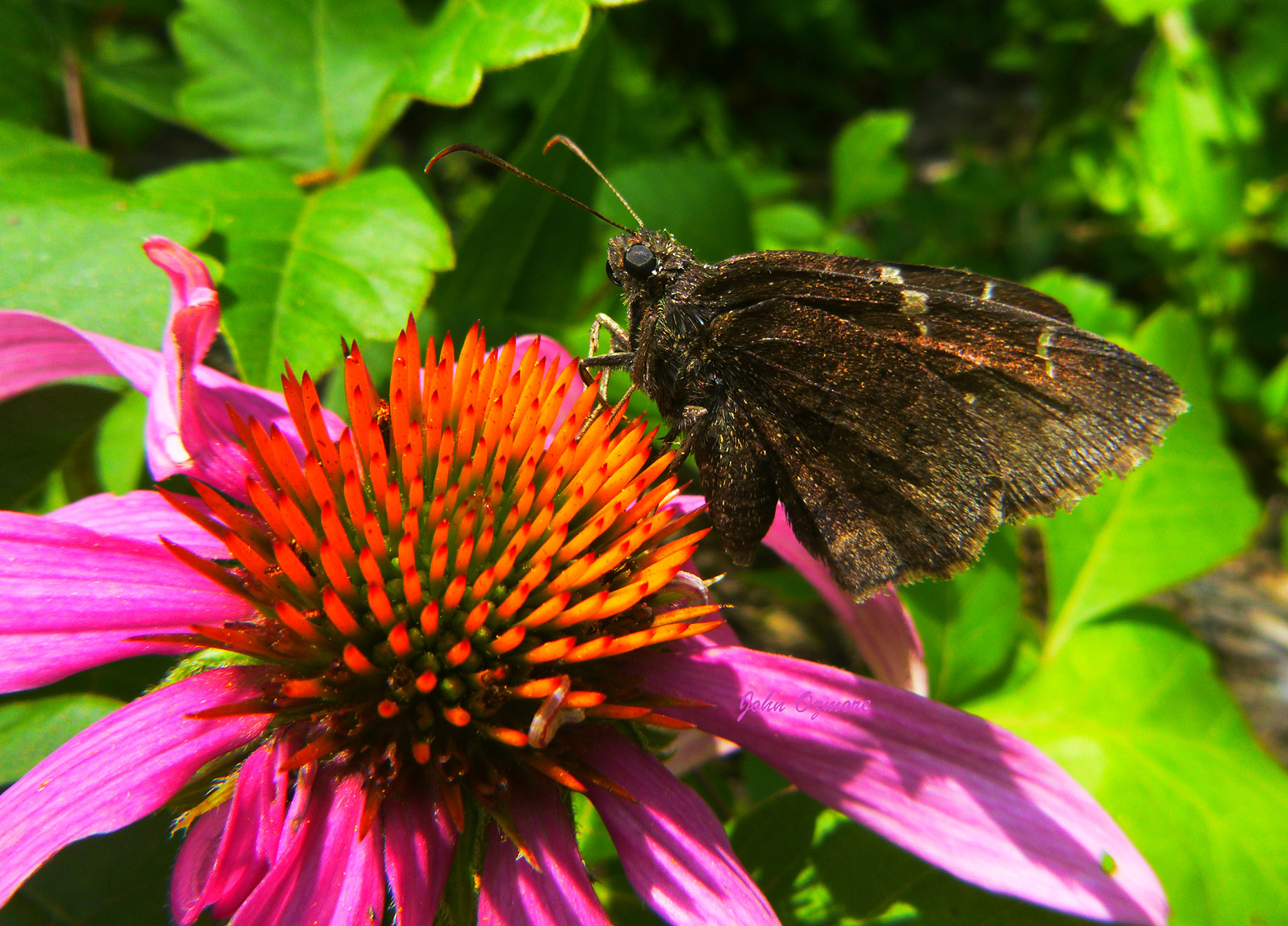 Butterfly on Coneflower