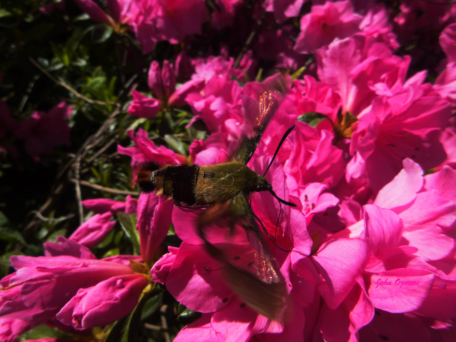 Hummingbird Hawk Moth in Flight