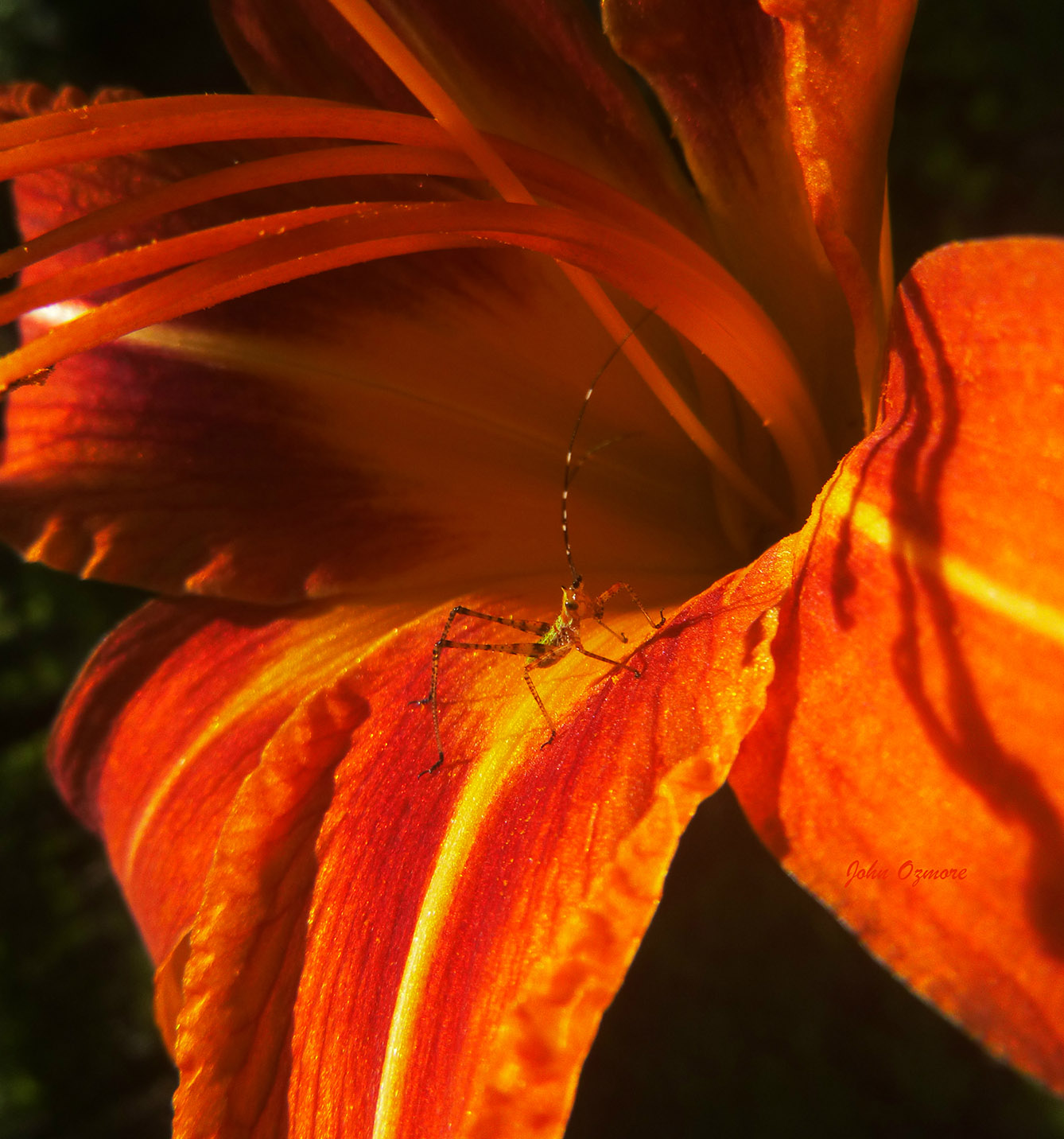 Into the Great Neon Orange Vortex