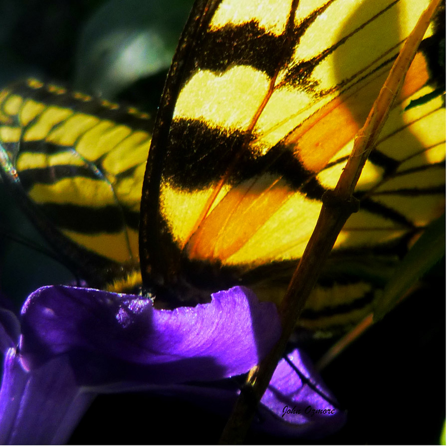 Monarch on Purple Throne