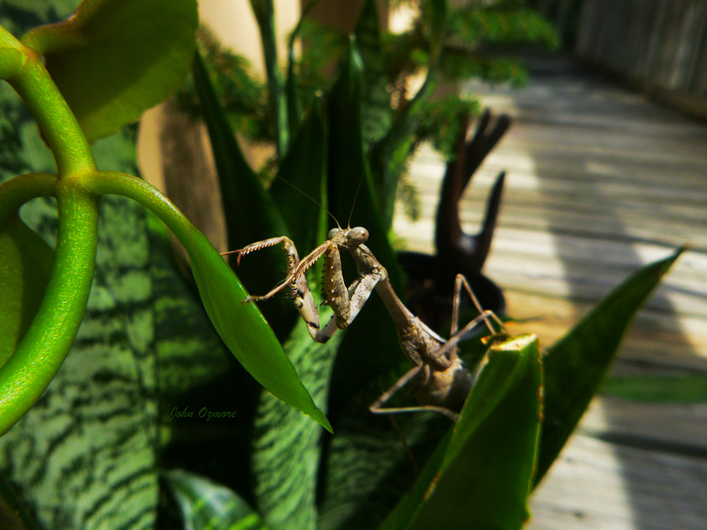 Praying Mantis Buddha Hand